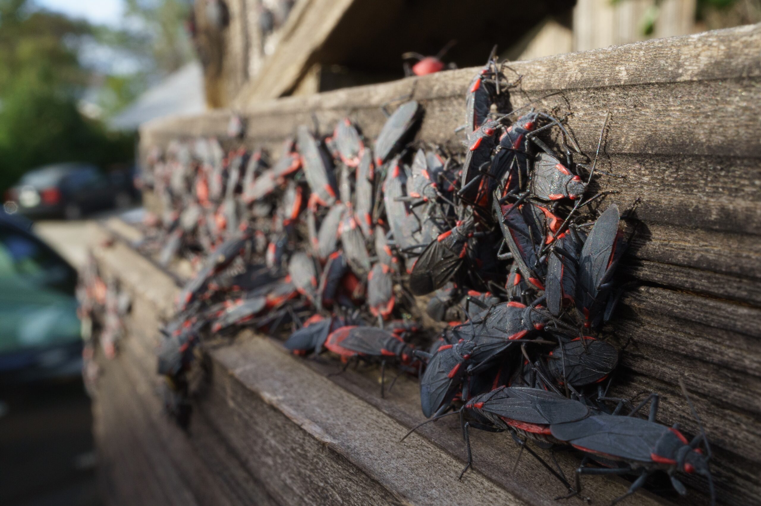 Box Elder Bugs Require Immediate Pest Control