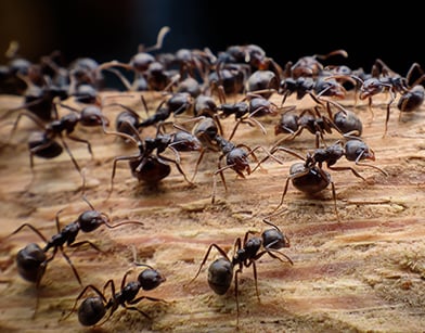 How to Keep Your Home Pest-Free While You’re on Vacation