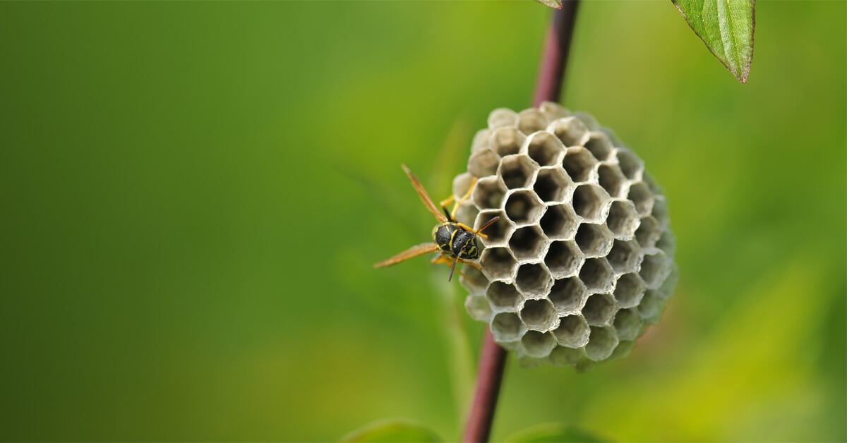 Don’t Let Yellow Jackets Ruin Summer BBQs