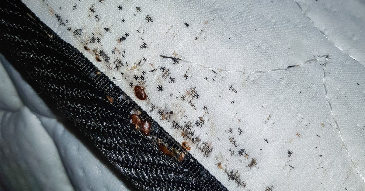 How to Protect College Students From Bed Bugs