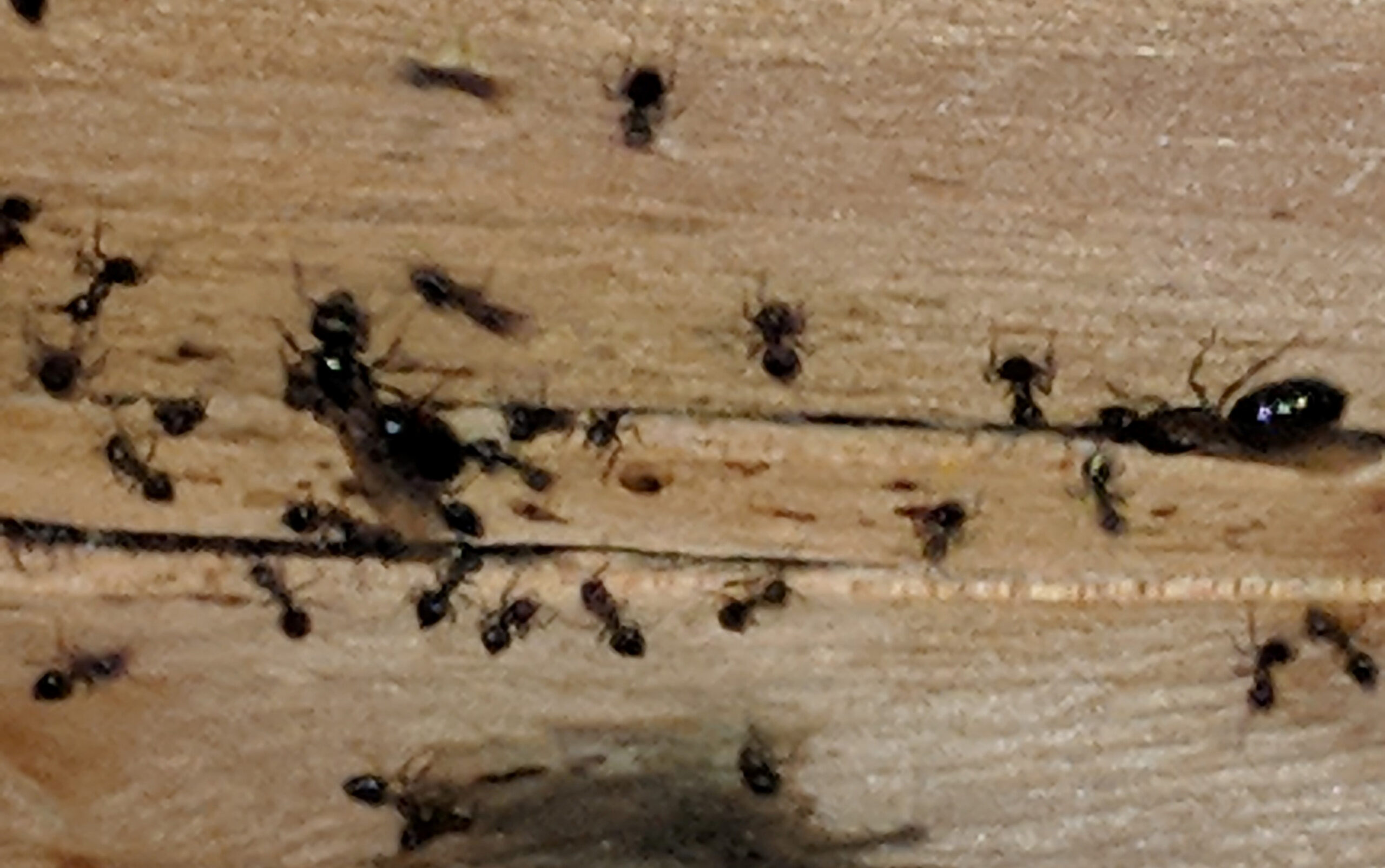 Insect Problems Increase After Flooding