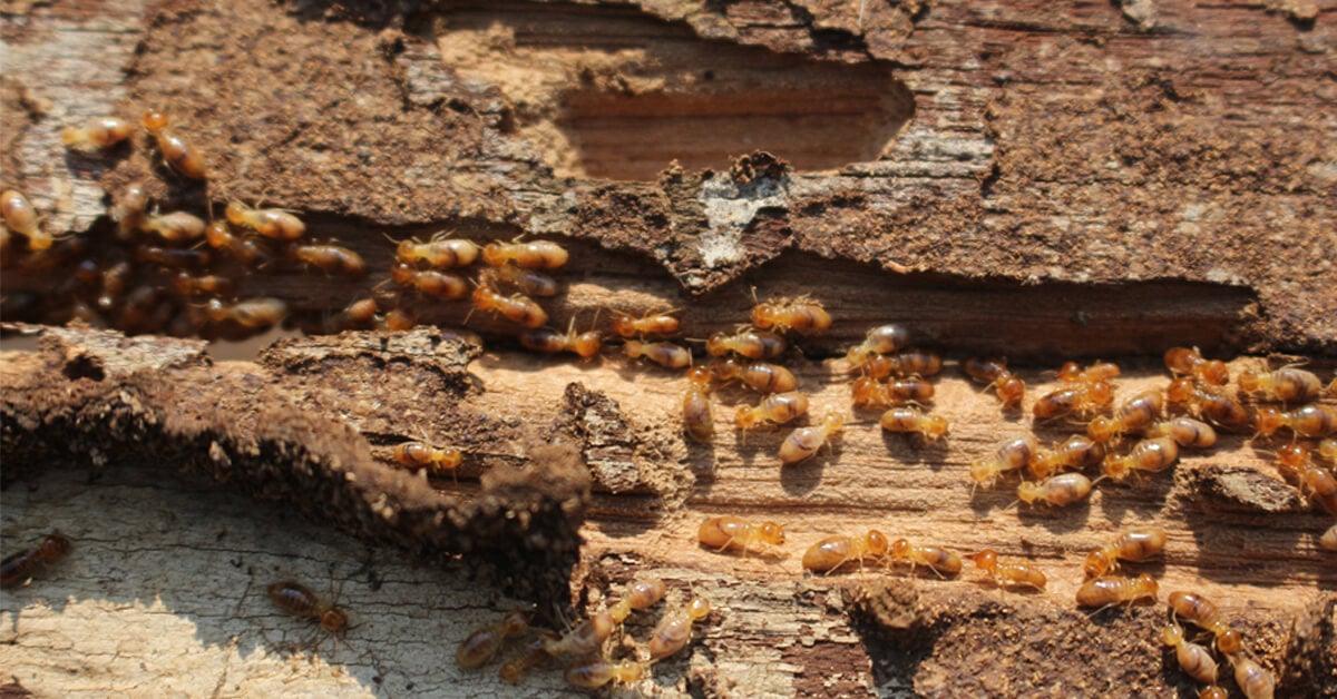 Are Termites a Problem in NJ?