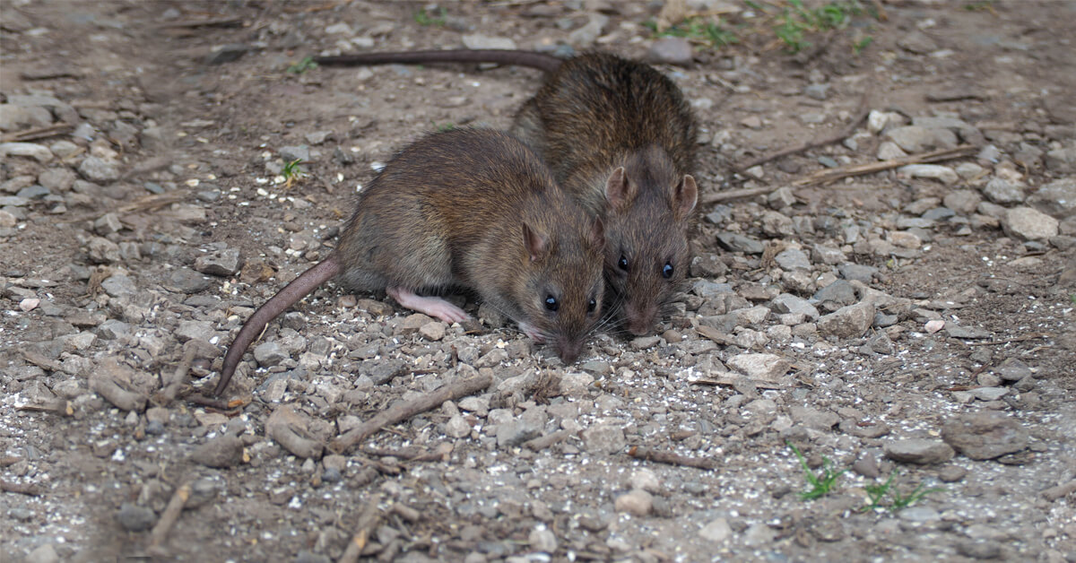 Rat Invasion Threatens Jersey City Residents