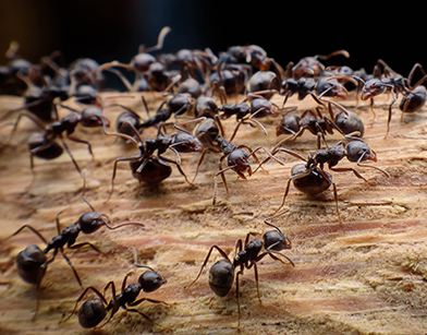It’s National Pest Management Month, Is Your Home Protected?