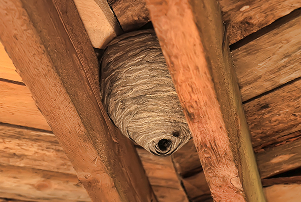 Yellow Jackets Around Your Home: What NJ, PA, MD, and DE Residents Should Know