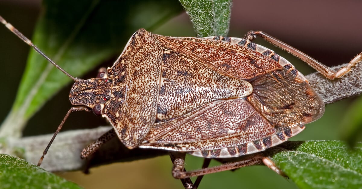 Pest Control Pros on Fall Pest Problems