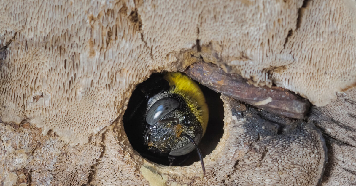 Prevent Carpenter Bees This Spring