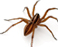 Spiders, Viking Pest Control, Spider Tips