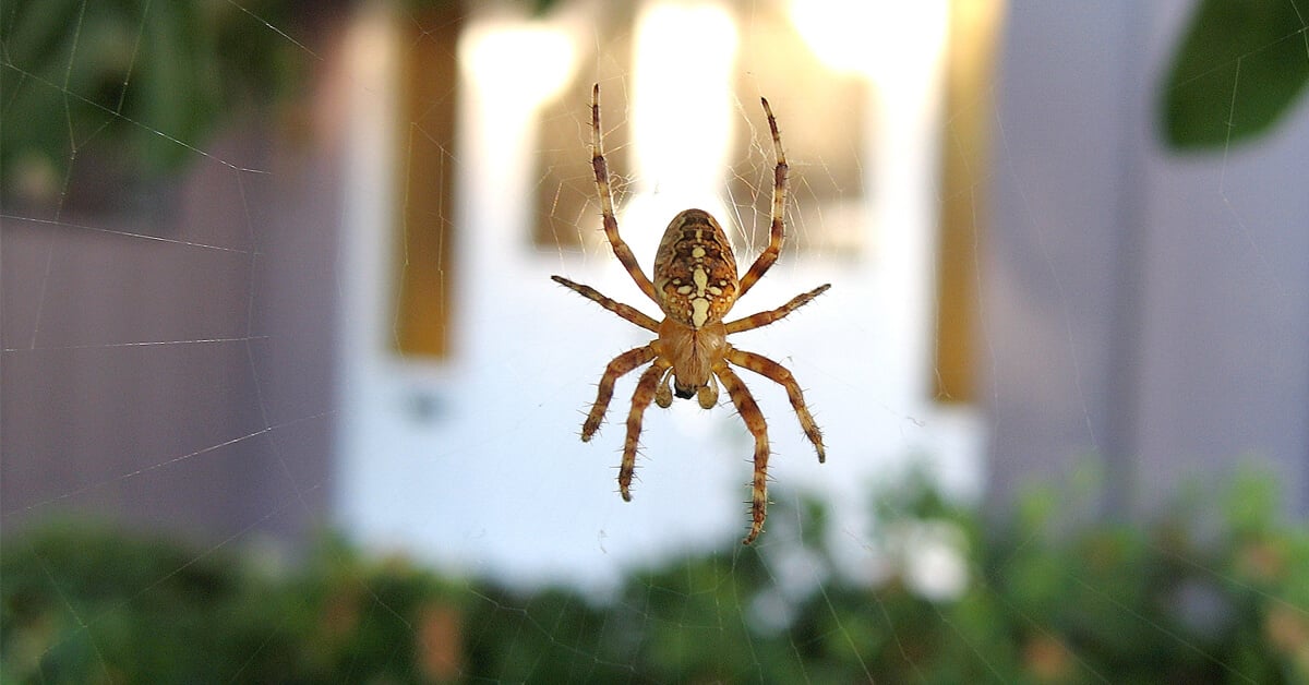 How and Why Do Spiders Spin Webs?