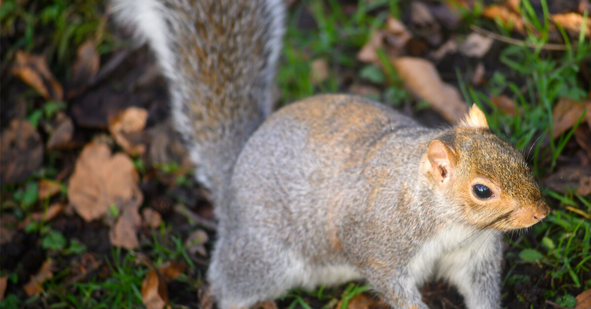 Protect Your Home From Wildlife Invaders