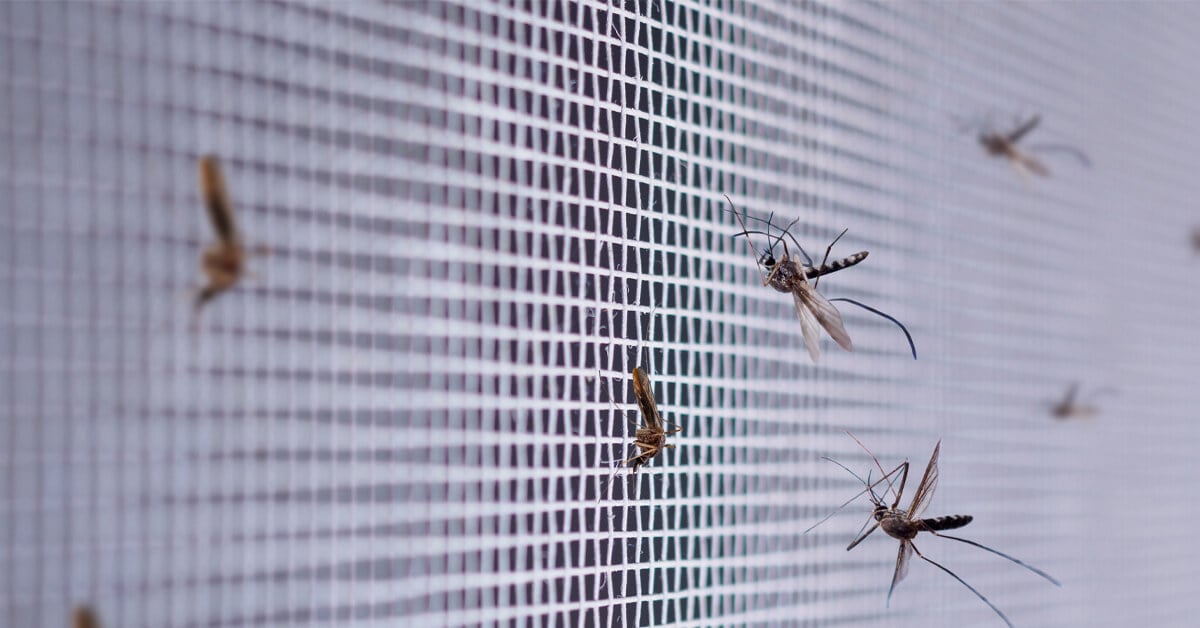 Why No One Likes Mosquitoes