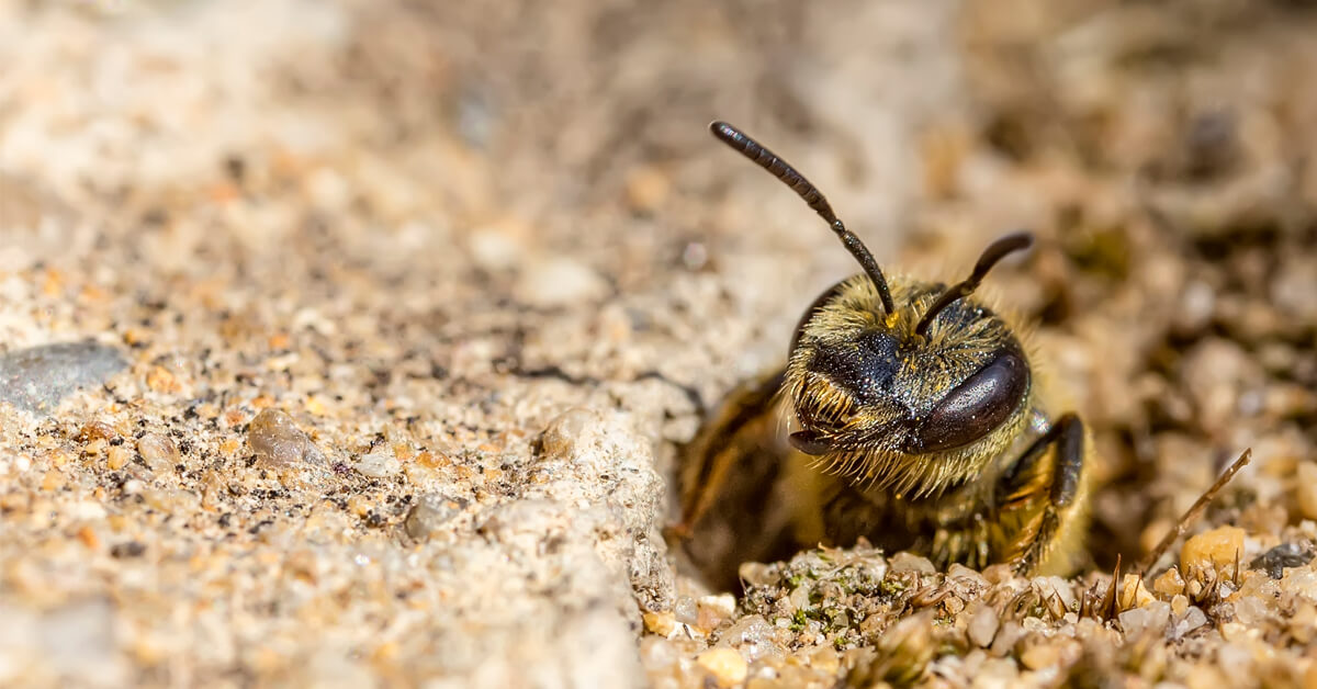 Miner Bees Causing Problems in NJ