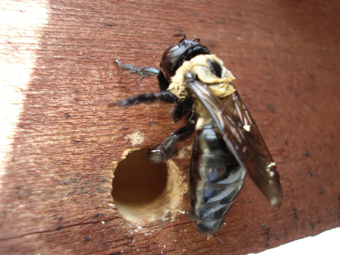 Carpenter Bee Hole - Viking Pest Control