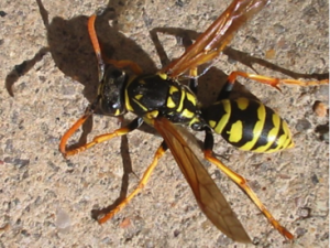 Fall pests in Gardens and Homes - Yellowjackets