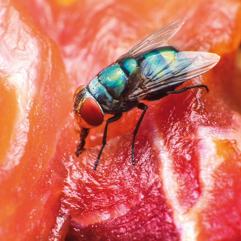 Why You May Not Know About Fruit Flies