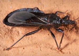 Deadly Kissing Bug Could Be In New Jersey