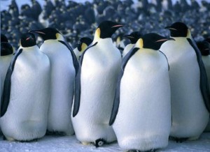 penguins