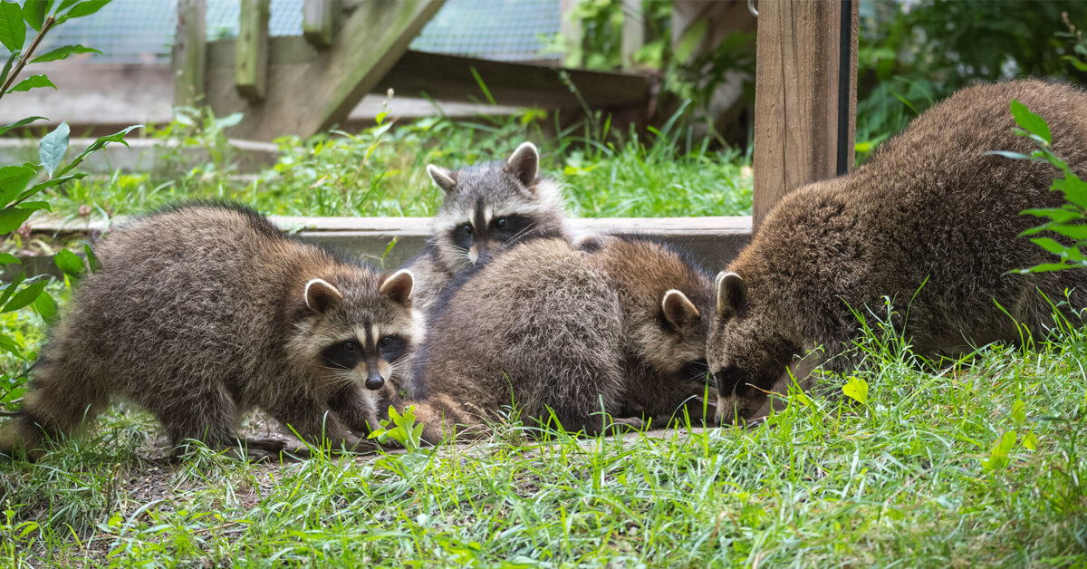 How to Tell If a Raccoon Has Rabies: What Homeowners in NJ, PA, DE, and MD Should Know