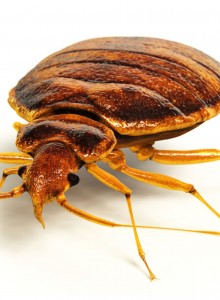 get rid of bed bugs