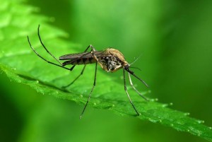 Zika Virus mosquito borne illness