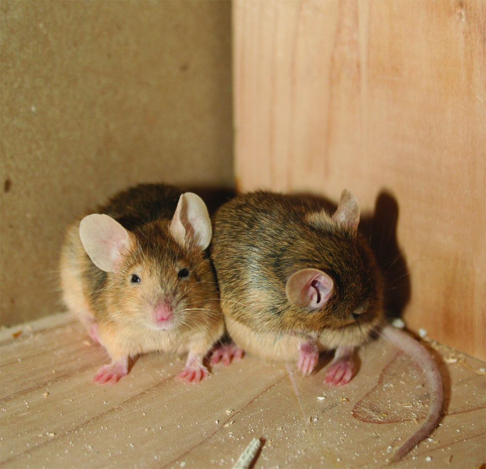 New Jersey Mice & Rodent Control | Exterminator For  