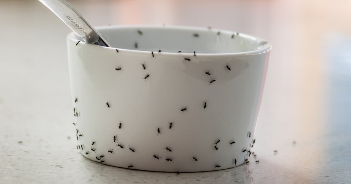 Common Spring Pests