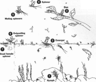 Life Cycle of Mayflies