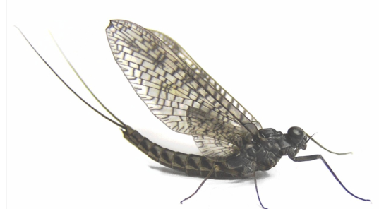 MayFlies