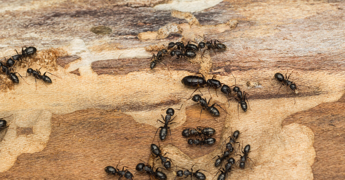 Carpenter Ants: What Homeowners in NJ, PA, MD, and DE Should Know