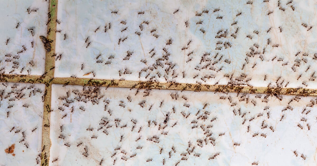 Why Do I Have Hundreds of Tiny Ants All Over My Kitchen?