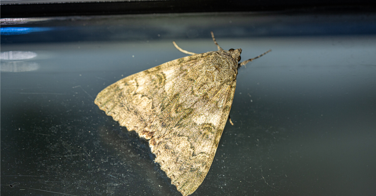 Why Are There Holes in My Clothes? Signs of Clothes Moths and Fabric Pests