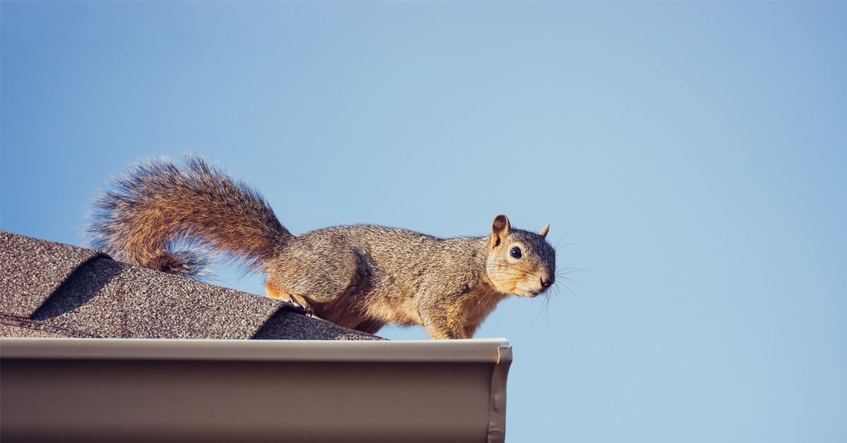 Squirrels in Your Home? Here’s Why You Shouldn’t Ignore the Problem