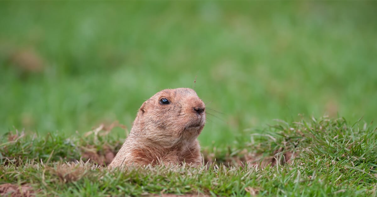 Problems Groundhogs Cause