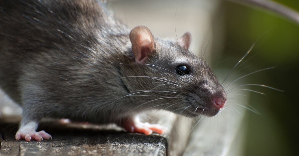 Leptospirosis: What Pet Owners and Homeowners Need to Know