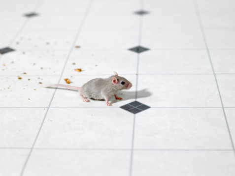 Rodents Pest Control Services