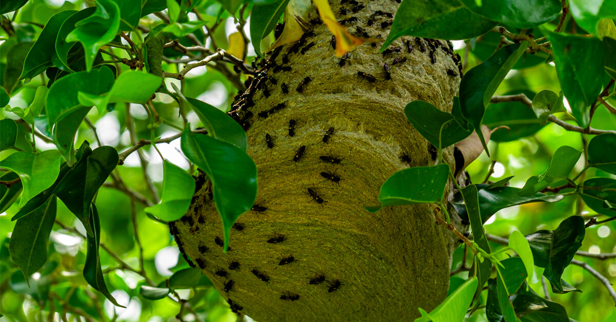 Why You Should Call Professionals for Stinging Insect Control
