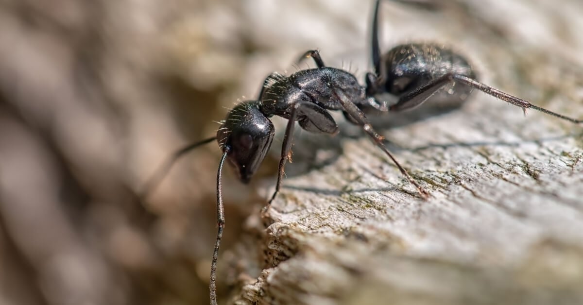 Do Not Ignore Those Big Black Ants
