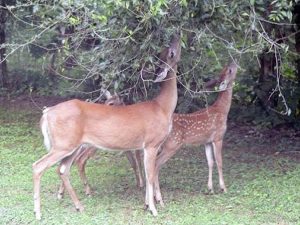 Reducing Deer Populations - Reduce Lyme Disease