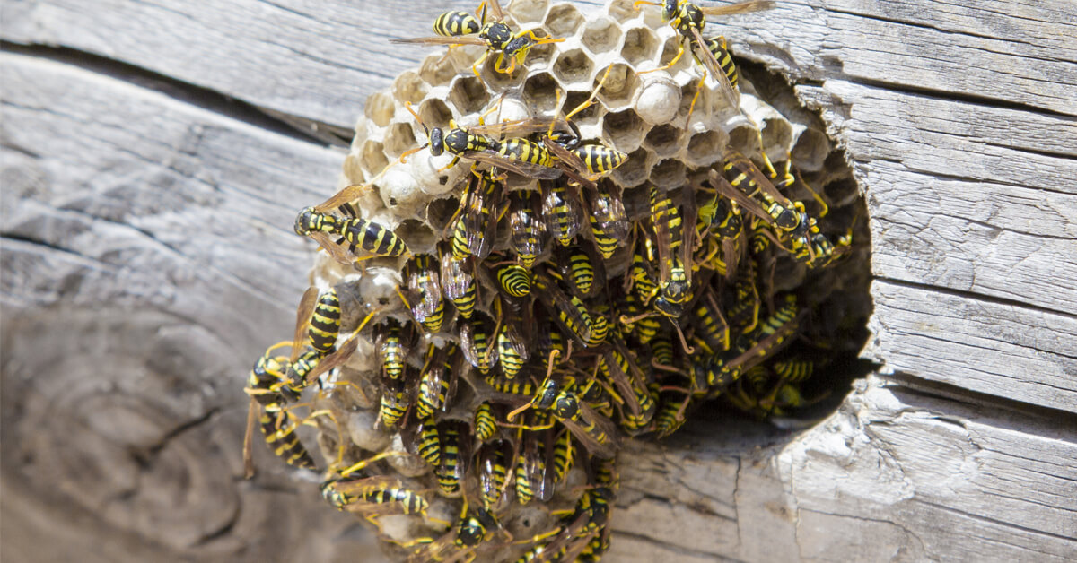 Stinging Insects in the Fall: Why They Become More Aggressive and How to Stay Safe