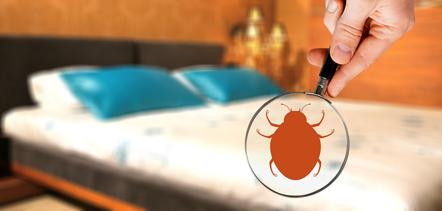 Does the Fall Weather Impact Bed Bugs?