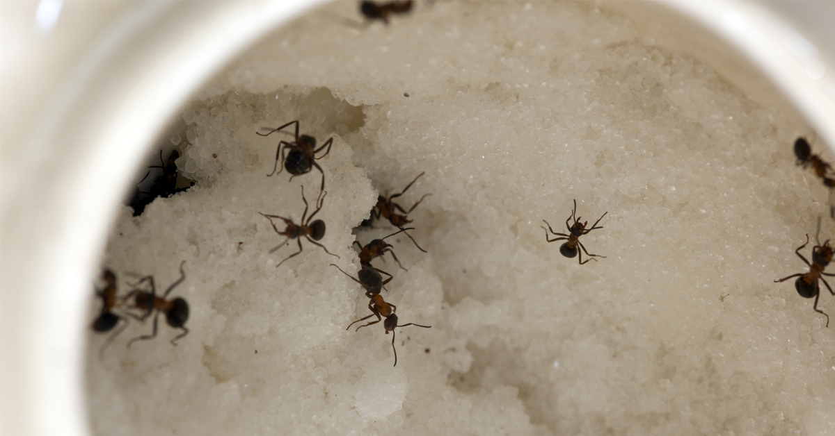 Fall Ant Prevention Guide