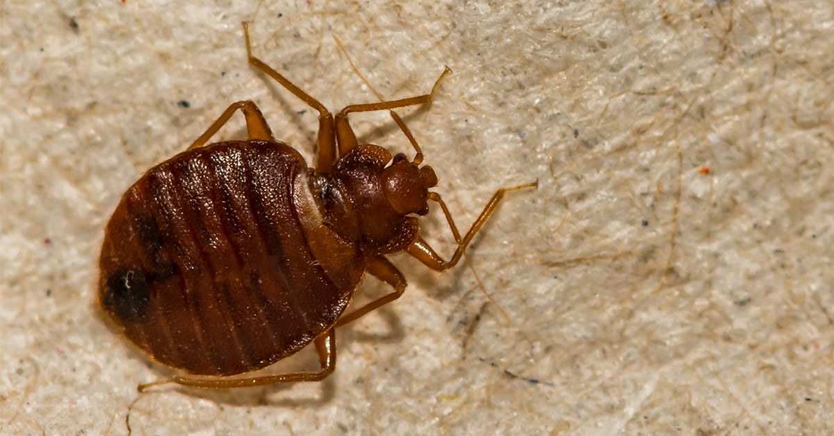 Where Do Bed Bugs Come From? Top Places You Can Pick Them Up