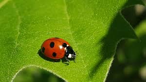 What to know about lady Bugs and Lady Bug Control