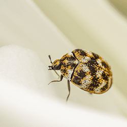 Are Carpet Beetles Dangerous? What Homeowners Need to Know