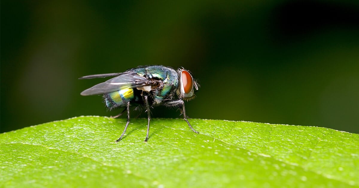 Keeping Essex County Flying Insects Out of Your Home
