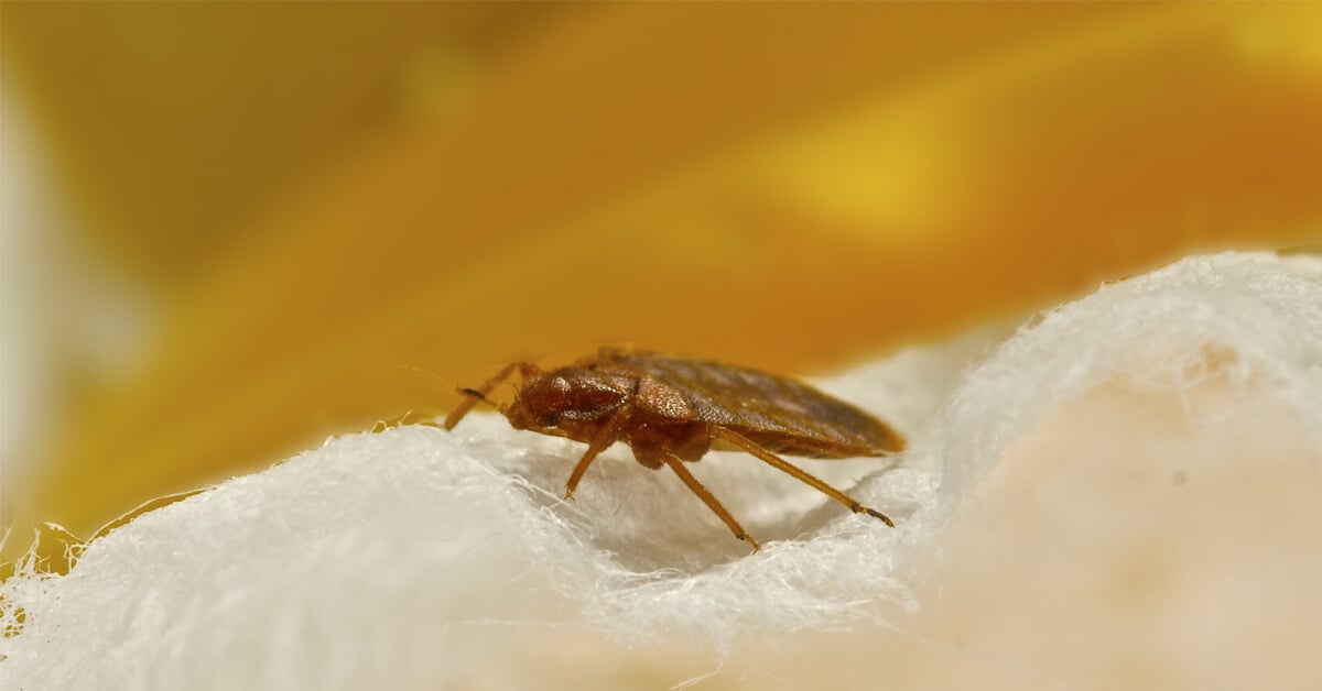 What Do Bed Bugs Look Like?