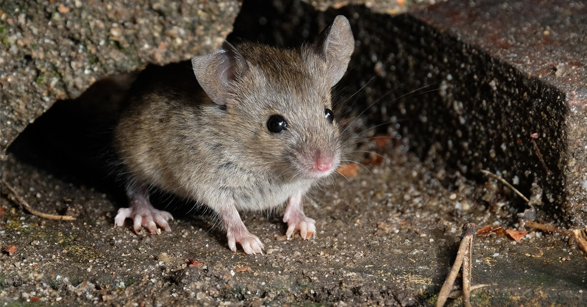 Why Rodent Problems Are Common in Morris County
