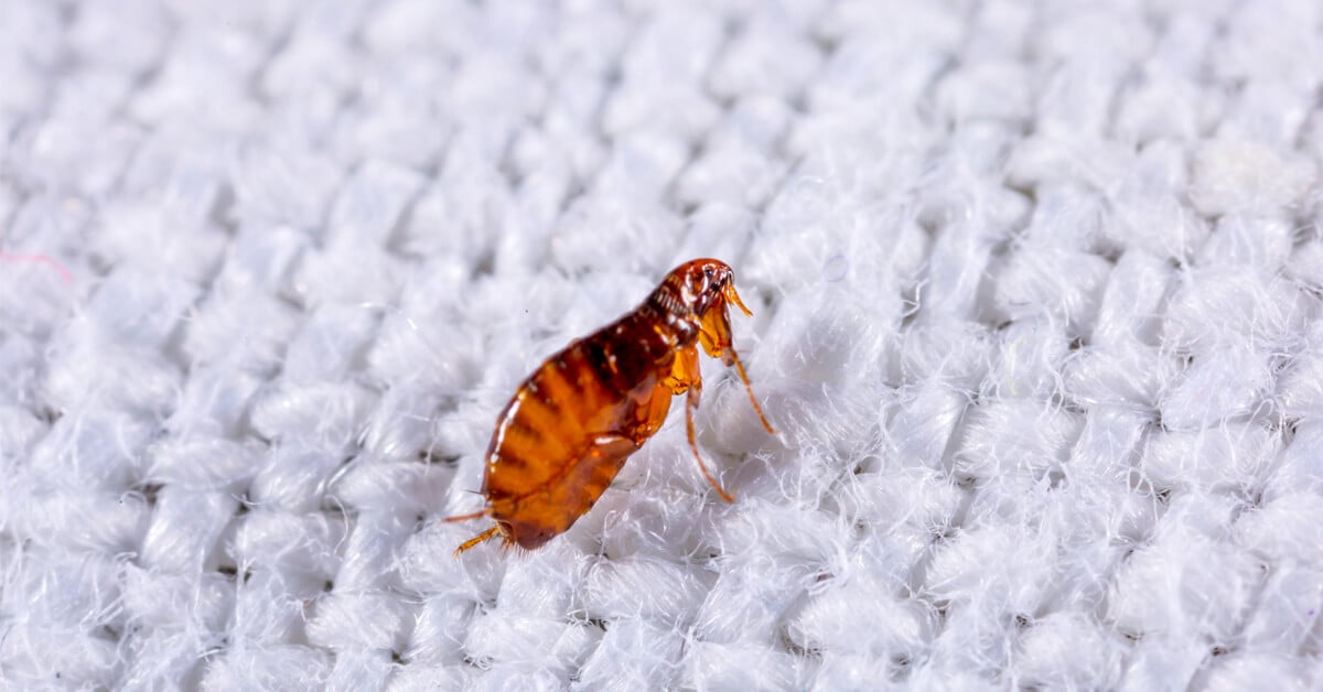 How Fleas Could Be Getting Inside Your NJ Home