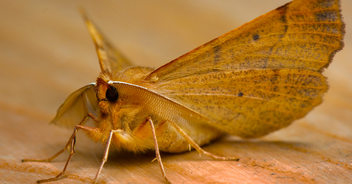 Pantry Pests in Union County Homes: How They Get Inside and How to Stop Them