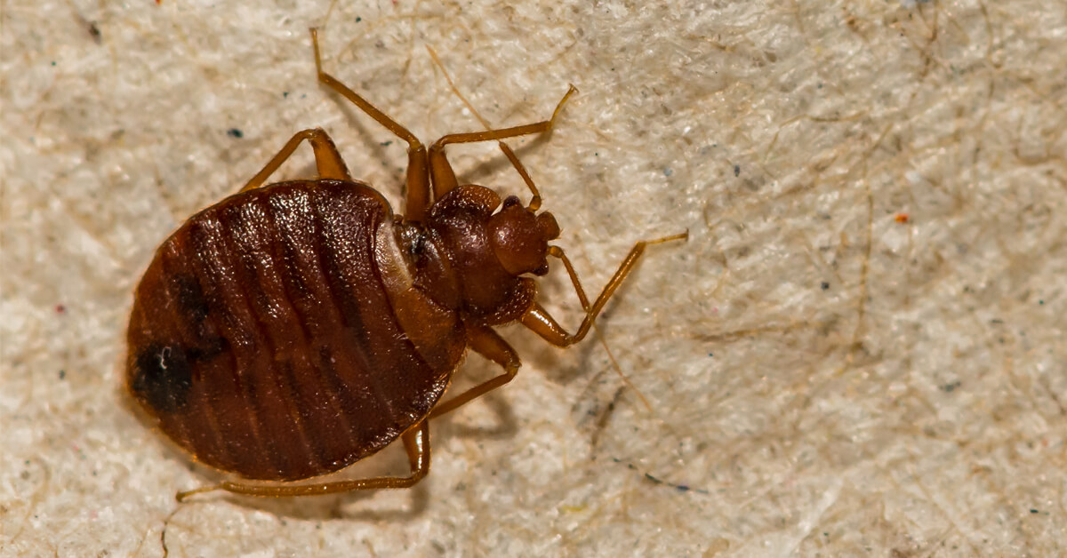 How to Prevent Bed Bugs in the Summer